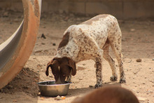 KAPI, Hund, Jagdhund-Mix in Spanien - Bild 12