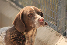KAPI, Hund, Jagdhund-Mix in Spanien - Bild 13
