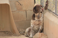 KAPI, Hund, Jagdhund-Mix in Spanien - Bild 2