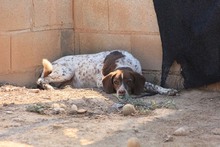 KAPI, Hund, Jagdhund-Mix in Spanien - Bild 3