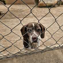 KAPI, Hund, Jagdhund-Mix in Spanien - Bild 4