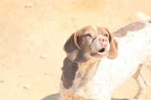 KAPI, Hund, Jagdhund-Mix in Spanien - Bild 5