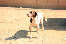KAPI, Hund, Jagdhund-Mix in Spanien - Bild 6