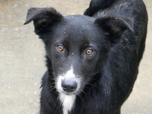 MICHEL, Hund, Mischlingshund in Rumänien - Bild 1