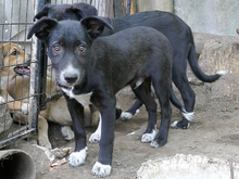 MICHEL, Hund, Mischlingshund in Rumänien - Bild 9