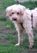 PAT, Hund, Malteser-Mix in Hoogstede - Bild 2