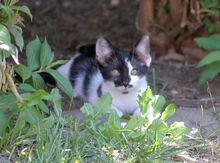 FINN, Katze, Europäisch Kurzhaar in Hückelhoven - Bild 2