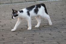 FINN, Katze, Europäisch Kurzhaar in Hückelhoven - Bild 4