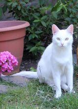 FLOCKE, Katze, Türkisch Angora in Hückelhoven - Bild 2