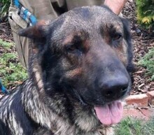 LEOS129, Hund, Deutscher Schäferhund-Mix in Slowakische Republik - Bild 2