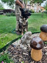 LEOS129, Hund, Deutscher Schäferhund-Mix in Slowakische Republik - Bild 8