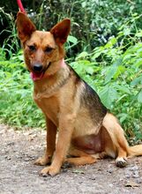 NANNA, Hund, Mischlingshund in Slowakische Republik - Bild 2