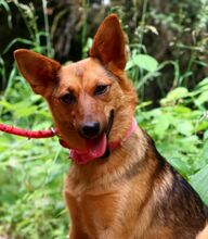 NANNA, Hund, Mischlingshund in Slowakische Republik - Bild 3