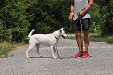 WILMAS131, Hund, Mischlingshund in Slowakische Republik - Bild 10