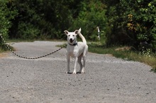 WILMAS131, Hund, Mischlingshund in Slowakische Republik - Bild 11