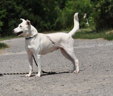 WILMAS131, Hund, Mischlingshund in Slowakische Republik - Bild 12