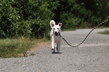 WILMAS131, Hund, Mischlingshund in Slowakische Republik - Bild 13