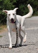 WILMAS131, Hund, Mischlingshund in Slowakische Republik - Bild 14