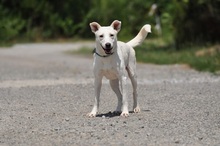 WILMAS131, Hund, Mischlingshund in Slowakische Republik - Bild 15