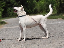 WILMAS131, Hund, Mischlingshund in Slowakische Republik - Bild 16