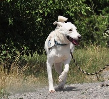 WILMAS131, Hund, Mischlingshund in Slowakische Republik - Bild 17