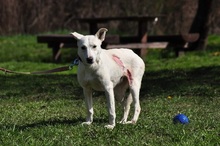 WILMAS131, Hund, Mischlingshund in Slowakische Republik - Bild 18