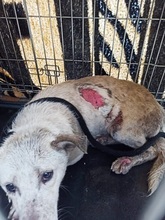 WILMAS131, Hund, Mischlingshund in Slowakische Republik - Bild 2