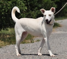 WILMAS131, Hund, Mischlingshund in Slowakische Republik - Bild 3