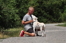 WILMAS131, Hund, Mischlingshund in Slowakische Republik - Bild 5