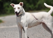 WILMAS131, Hund, Mischlingshund in Slowakische Republik - Bild 6