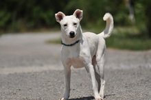 WILMAS131, Hund, Mischlingshund in Slowakische Republik - Bild 7