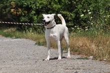 WILMAS131, Hund, Mischlingshund in Slowakische Republik - Bild 8