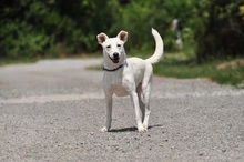 WILMAS131, Hund, Mischlingshund in Slowakische Republik - Bild 9