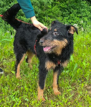 ASTRO, Hund, Mischlingshund in Kroatien - Bild 1
