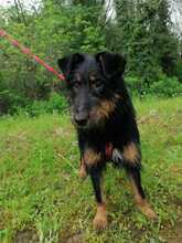 ASTRO, Hund, Mischlingshund in Kroatien - Bild 11