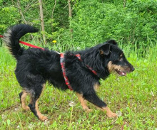 ASTRO, Hund, Mischlingshund in Kroatien - Bild 12