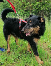 ASTRO, Hund, Mischlingshund in Kroatien - Bild 14
