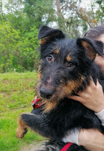 ASTRO, Hund, Mischlingshund in Kroatien - Bild 2