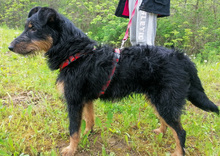 ASTRO, Hund, Mischlingshund in Kroatien - Bild 5