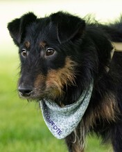 ASTRO, Hund, Mischlingshund in Kroatien - Bild 7