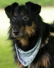 ASTRO, Hund, Mischlingshund in Kroatien - Bild 8