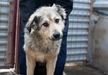 NIBIA, Hund, Mischlingshund in Rumänien - Bild 1