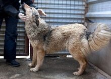 NIBIA, Hund, Mischlingshund in Rumänien - Bild 3