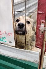 NIBIA, Hund, Mischlingshund in Rumänien - Bild 4