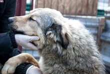 NIBIA, Hund, Mischlingshund in Rumänien - Bild 5
