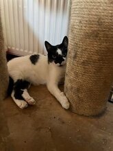 BELLA, Katze, Hauskatze in Bulgarien - Bild 1