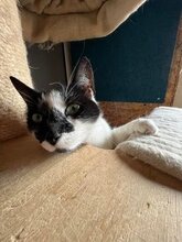 BELLA, Katze, Hauskatze in Bulgarien - Bild 2