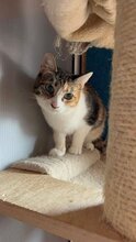 BELLA, Katze, Hauskatze in Bulgarien - Bild 4