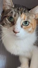 BELLA, Katze, Hauskatze in Bulgarien - Bild 5