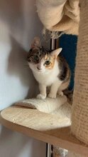 BELLA, Katze, Hauskatze in Bulgarien - Bild 6